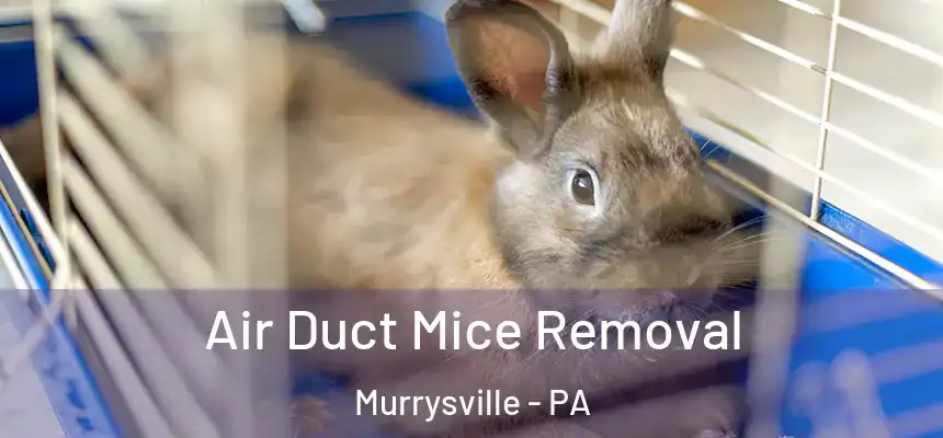  Air Duct Mice Removal Murrysville - PA